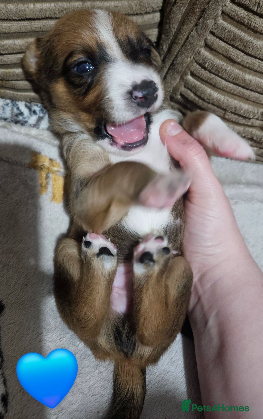 Mixed Breed dogs for sale: 🐾Border Collie x Blue Heeler/Ridgeback Pups🐾 - Advert 16