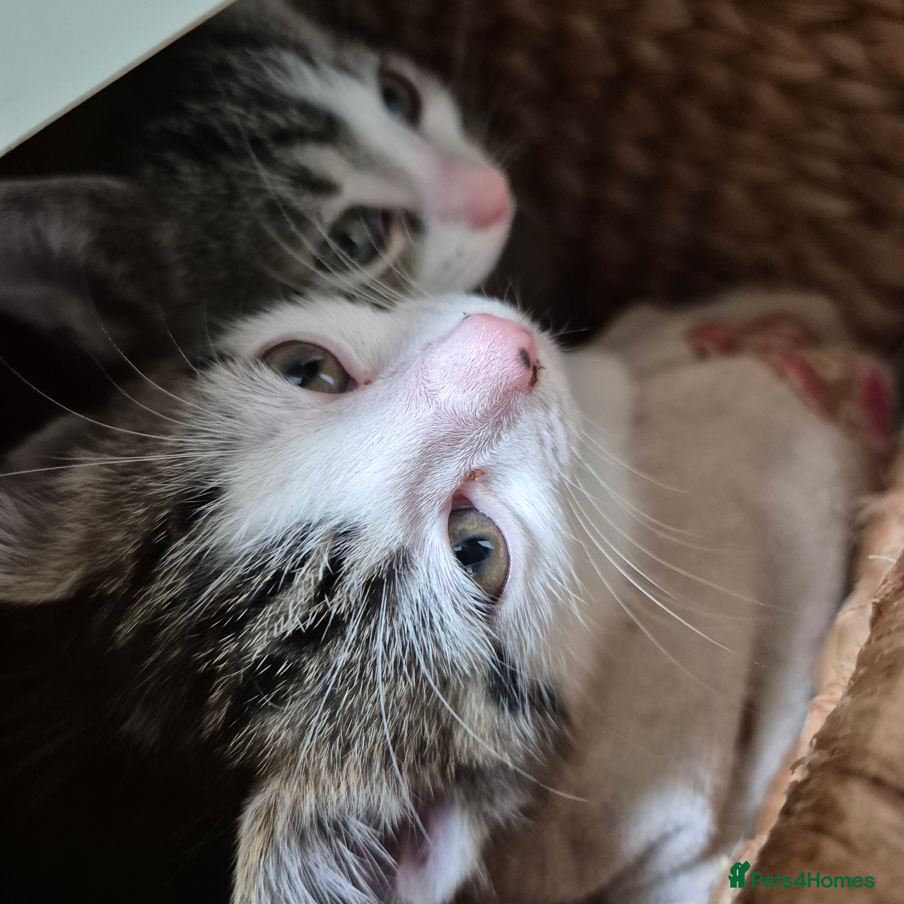 Mixed Breed cats *two left* Amazing family raised kitten - Advert 2