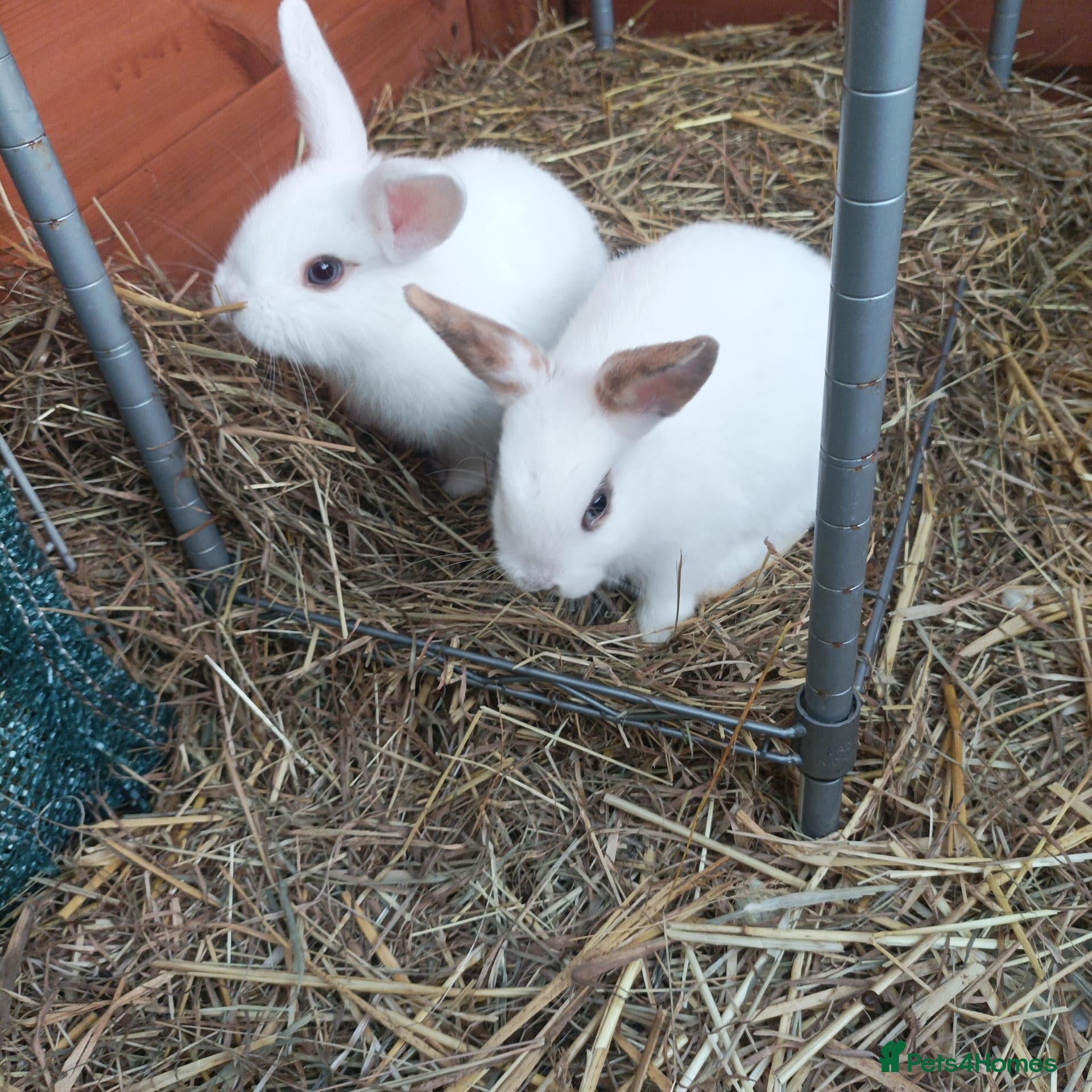 Mixed Breed rabbits for sale: 2 beautiful baby rabbits for sale - Advert 19