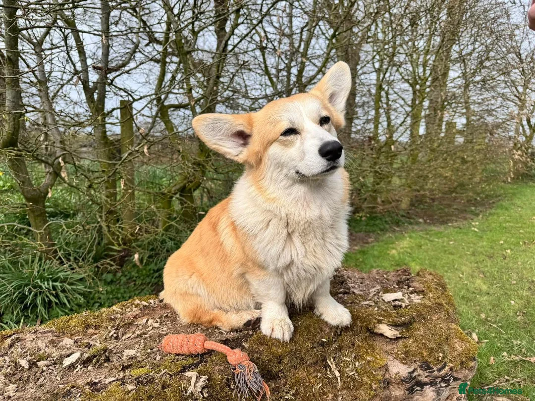 Welsh Corgi Pembroke dogs for sale: KC Welsh Pembrokeshire Corgi puppies  - Advert 13