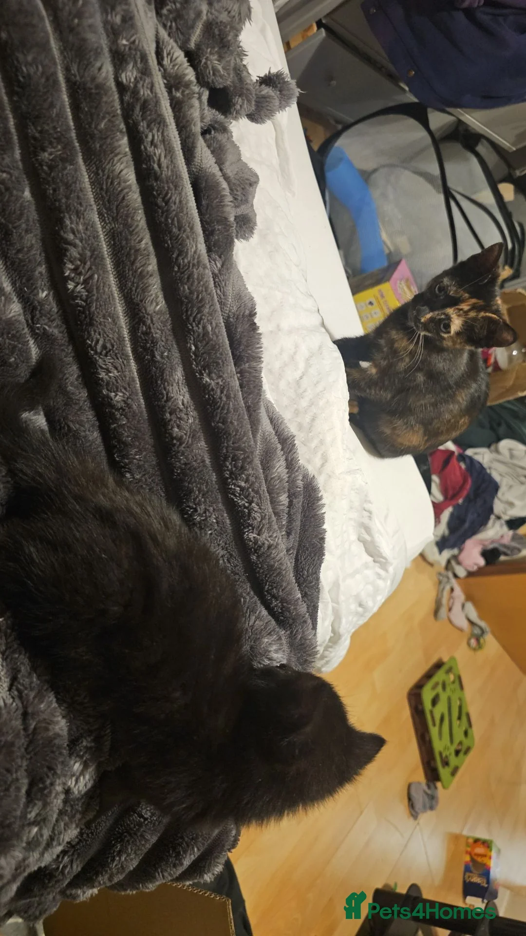 Ragdoll cats for sale: Black ragdoll kitty - Advert 6