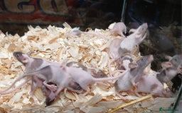 Mouse rodents for sale: Baby Fancy Pet Mice , Females available  - Image 10