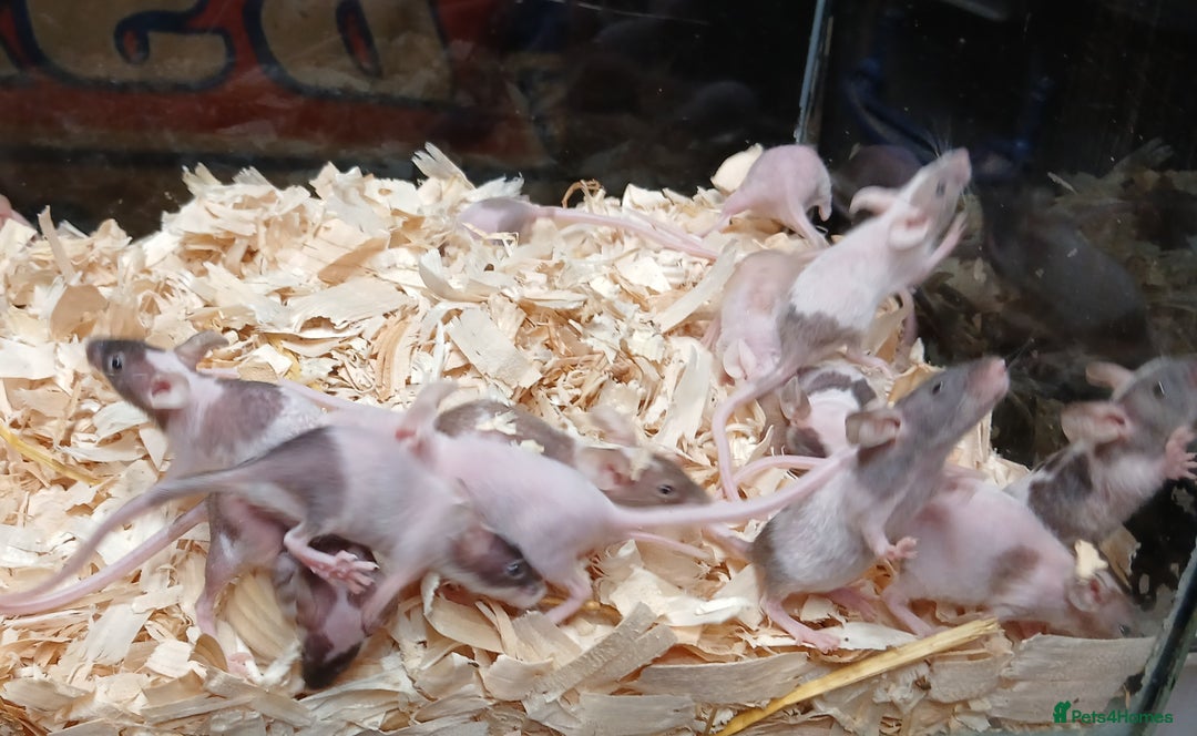 Mouse rodents for sale: Baby Fancy Pet Mice , Females available  - Image 10