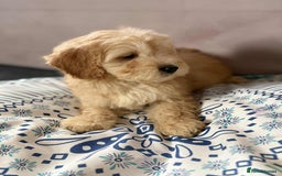 Cockapoo dogs for sale: Outstanding puppies  - Image 19