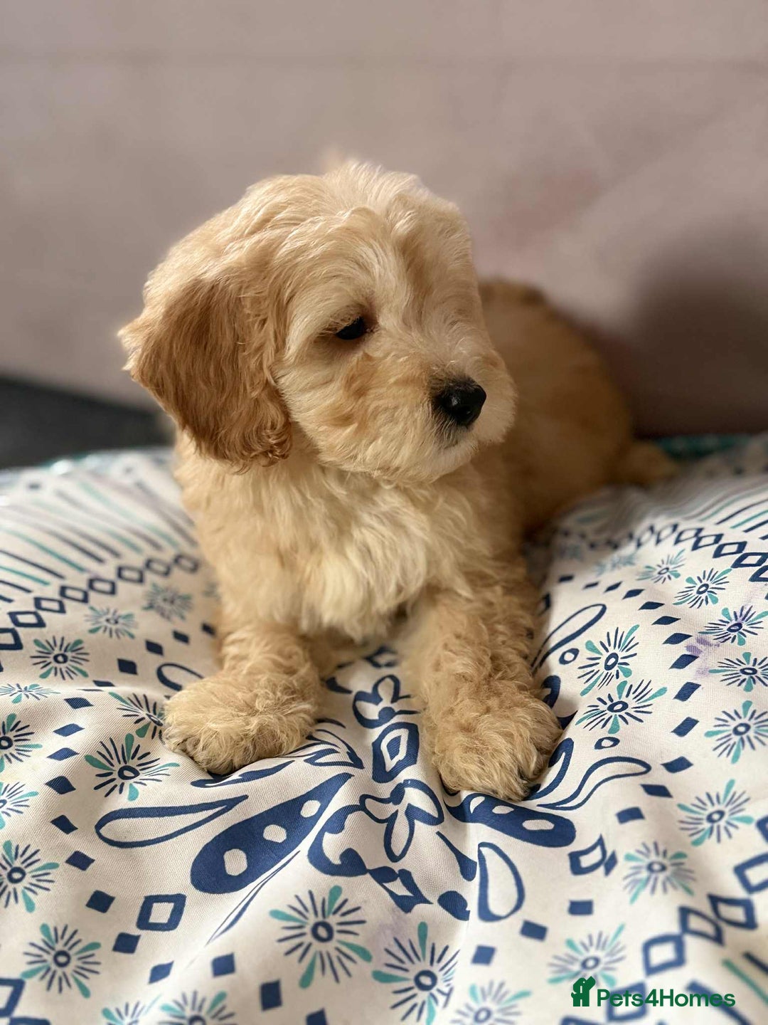 Cockapoo dogs for sale: Outstanding puppies  - Image 19
