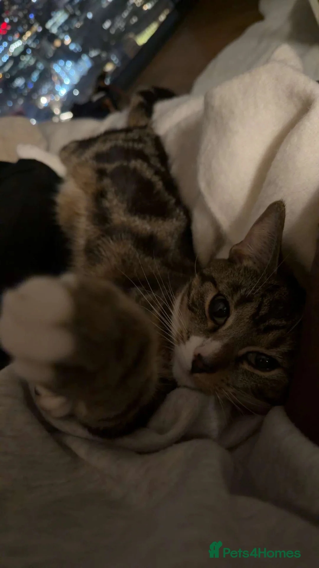 American Shorthair cats for sale: Tabby American Shorthair ten month kitten - Advert 4