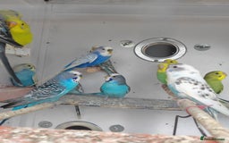 Budgerigars birds for sale: Budgies  - Image 5