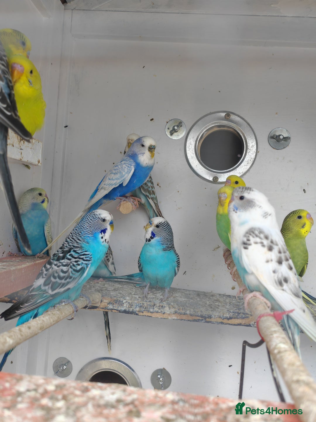 Budgerigars birds for sale: Budgies  - Image 5