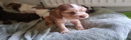 Cocker Spaniel dogs for sale: Beautiful KC Reg Show-Cocker Spaniel puppies  in Doncaster - Advert 9