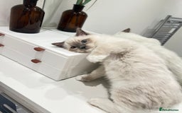 Ragdoll cats for sale: Last 2 Active boys, Champion blood - Image 5