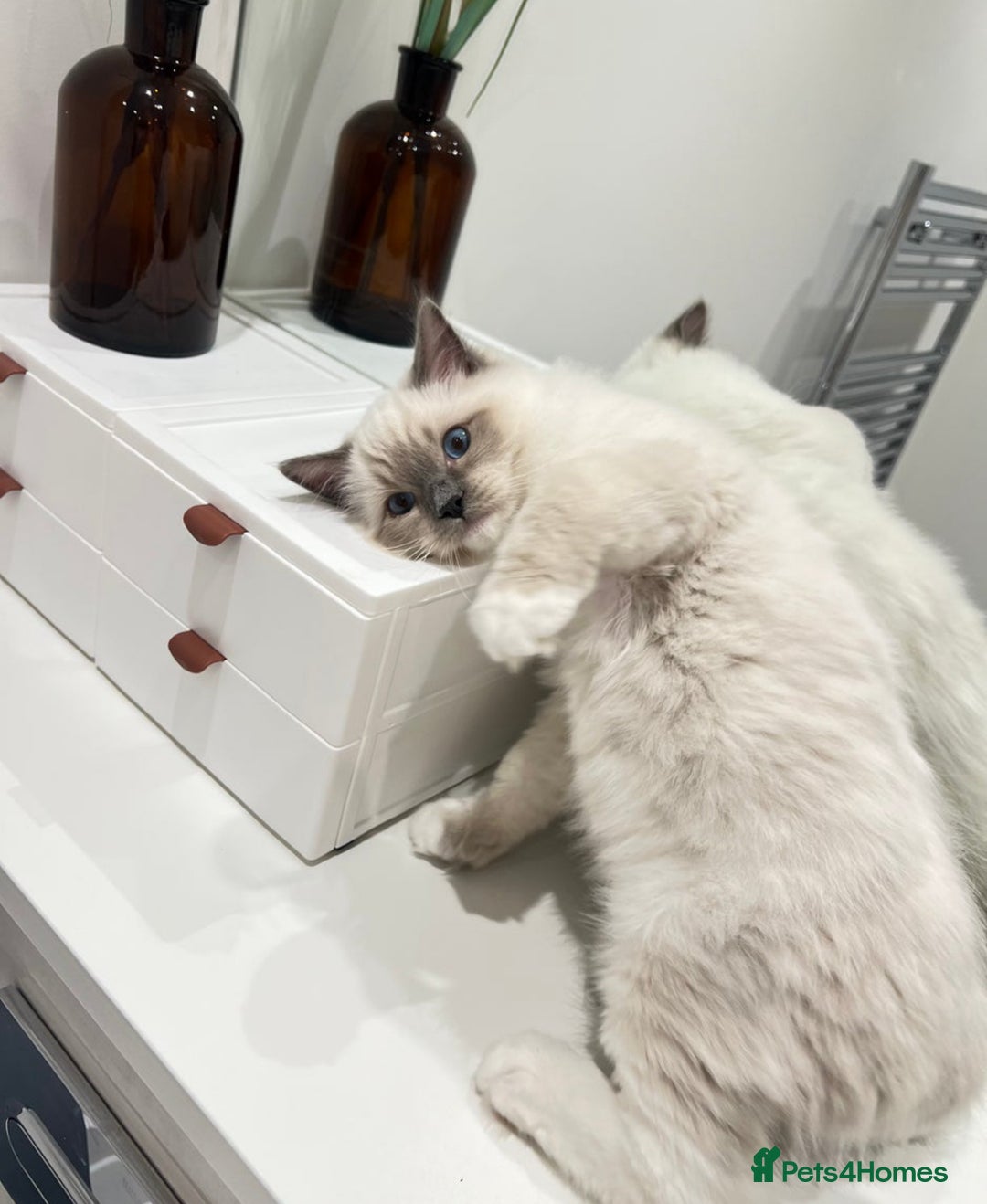 Ragdoll cats for sale: Last 2 Active boys, Champion blood - Image 5
