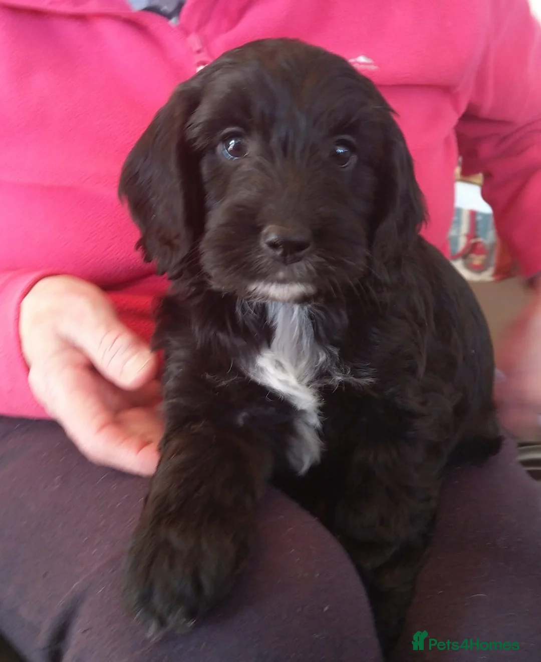 Cockapoo dogs for sale: Gorgeous F1 Cockatoo puppies  - Advert 2