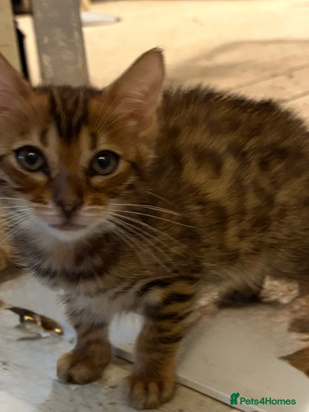 Bengal cats for sale: Pedigreed/registered Bengal kittens - Advert 14