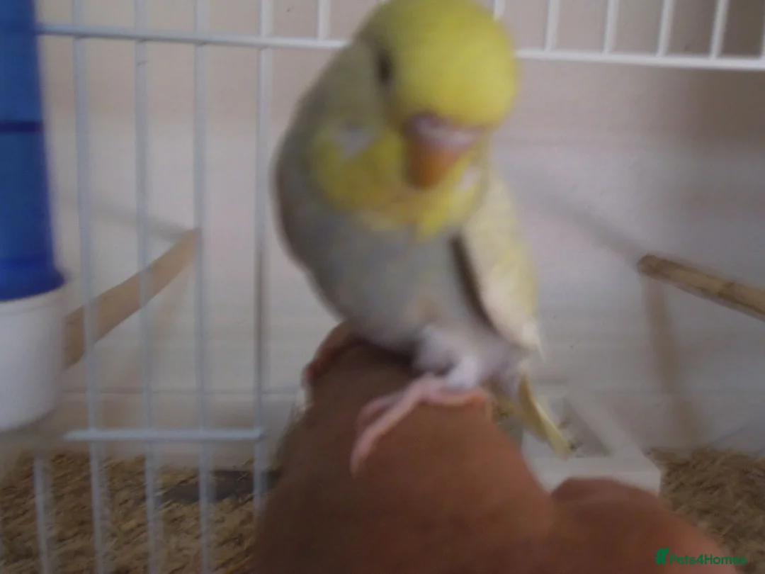 Budgerigars birds for sale: Beautiful Baby BUDGIES - Advert 4