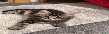 Domestic Shorthair 2