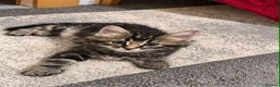 Domestic Shorthair cats for sale: Kittens friendly  - Advert 5