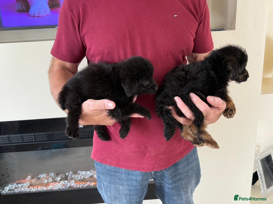Cockapoo dogs for sale: Cockapoo puppies for sale  - Image 8