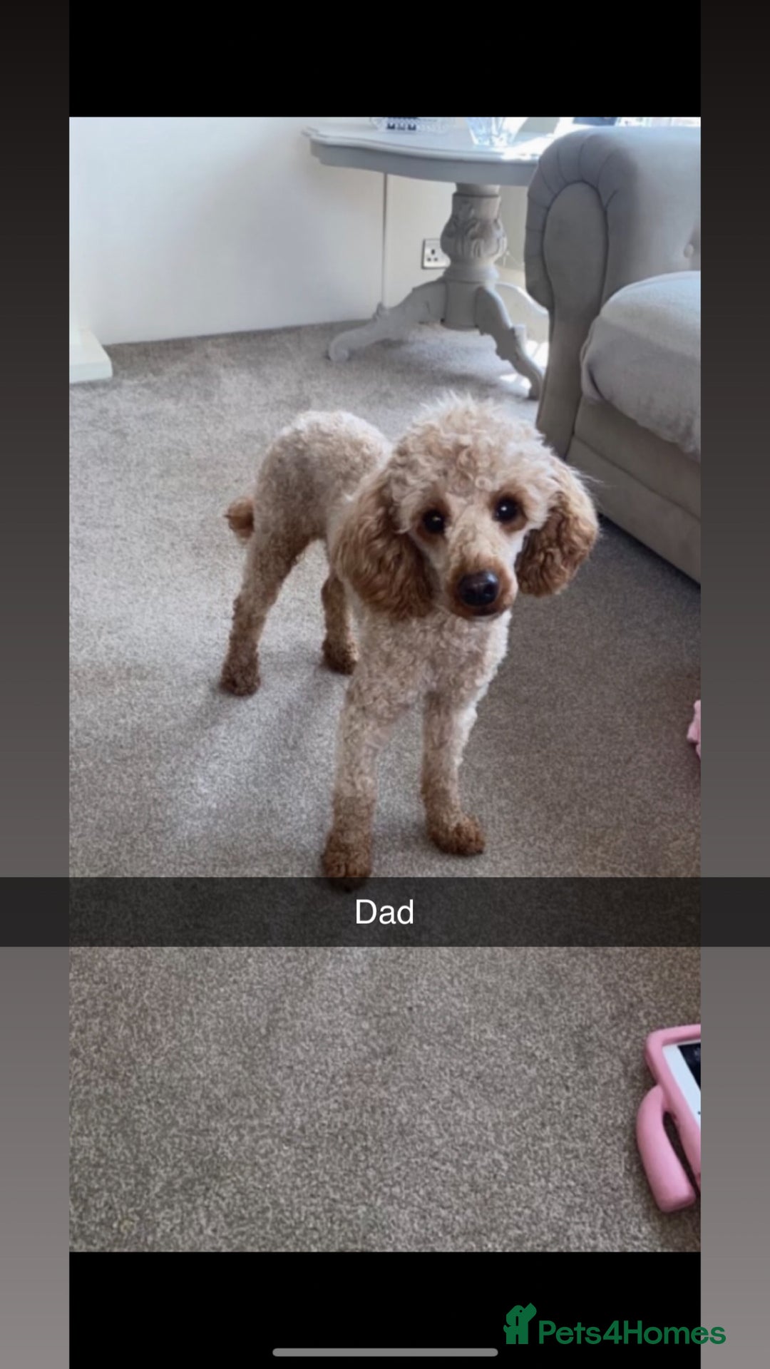 Miniature Poodle dogs for sale: Poodle puppies - Advert 18