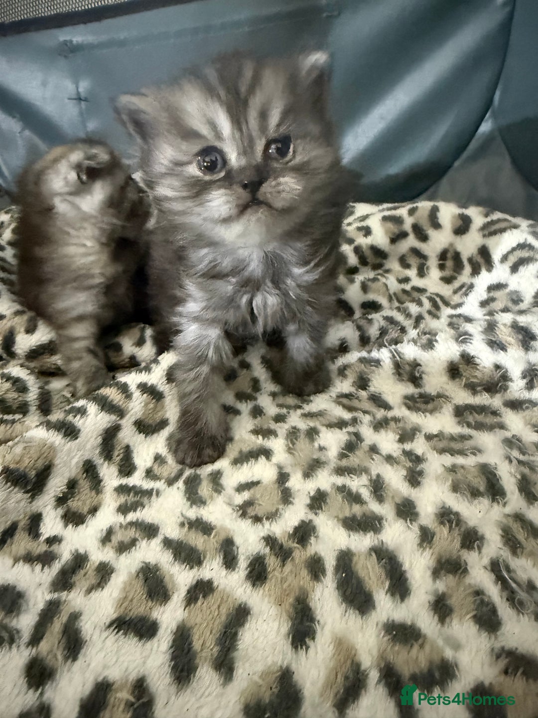 Scottish Fold cats for sale: Stunning Rainbow litter ready for  **   - Advert 20