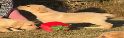 Labrador Retriever dogs for sale: Chunky Labrador Puppies - Advert 2