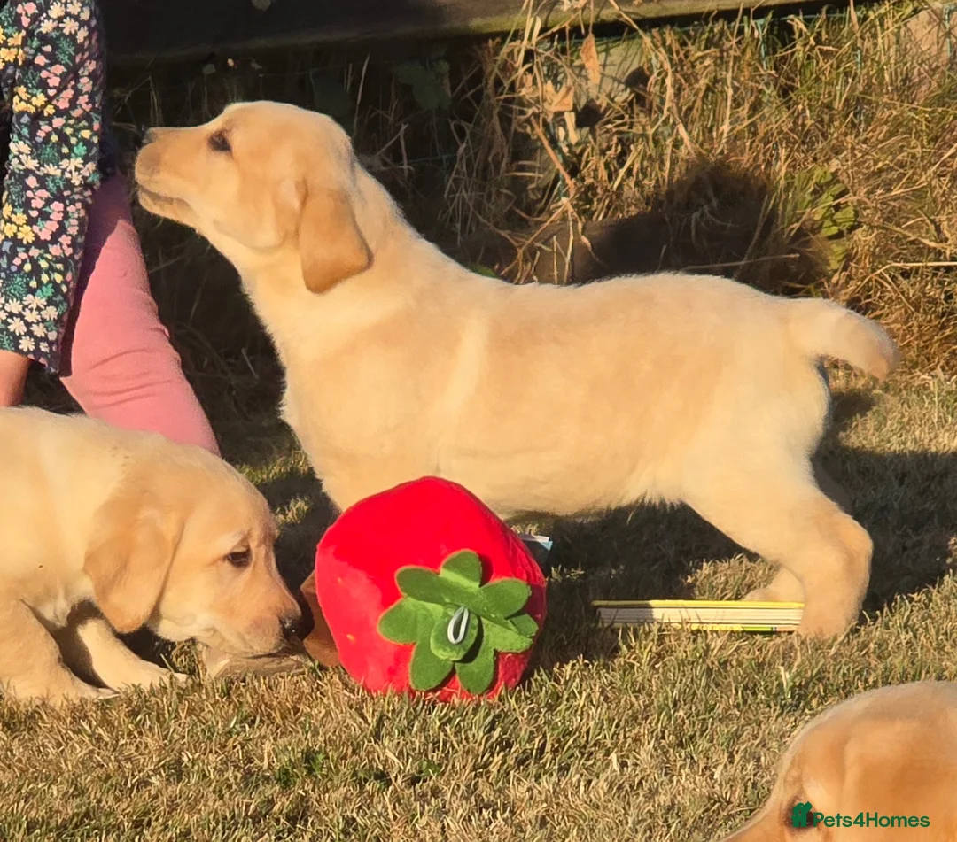 Labrador Retriever dogs for sale: Chunky Labrador Puppies - Advert 2
