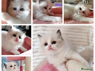 Ragdoll cats Beautiful Ragdoll kittens raised with ❤️ - Advert 14