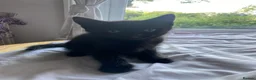 European cats for sale: 4 black kittens for sale in Dover - Advert 1
