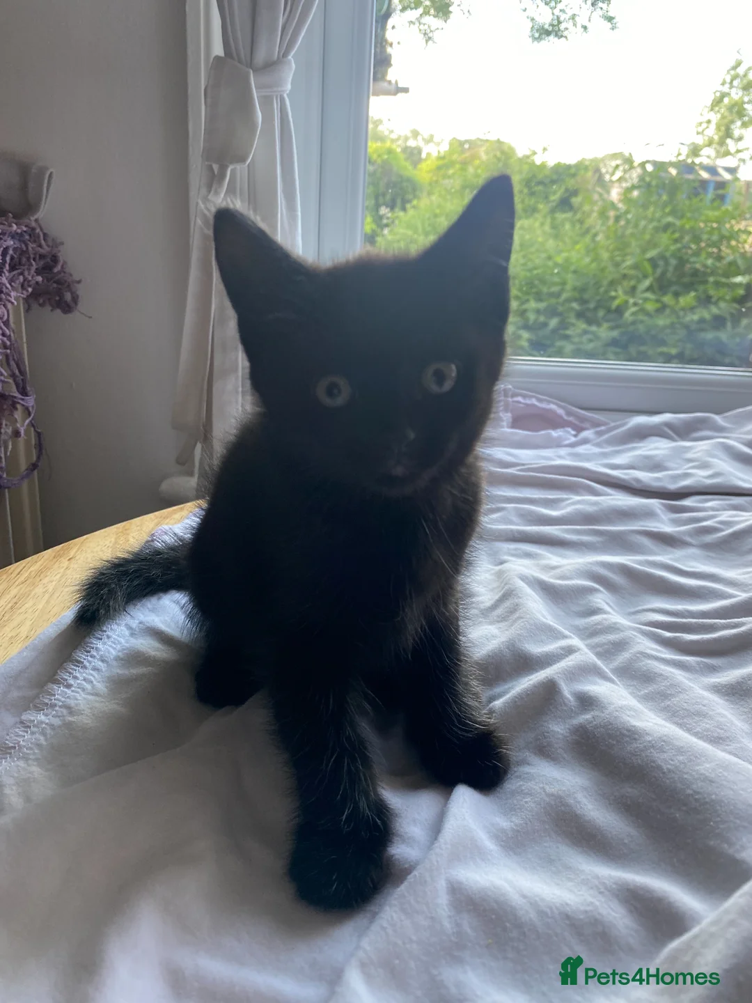 European cats for sale: 4 black kittens for sale in Dover - Advert 1