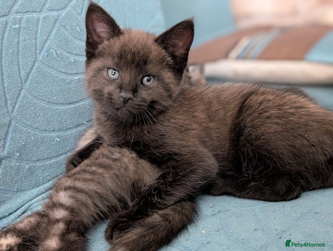 Maine Coon cats for sale: Maine Coon X kittens - Image 19