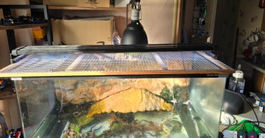 Turtle reptiles - Advert 2