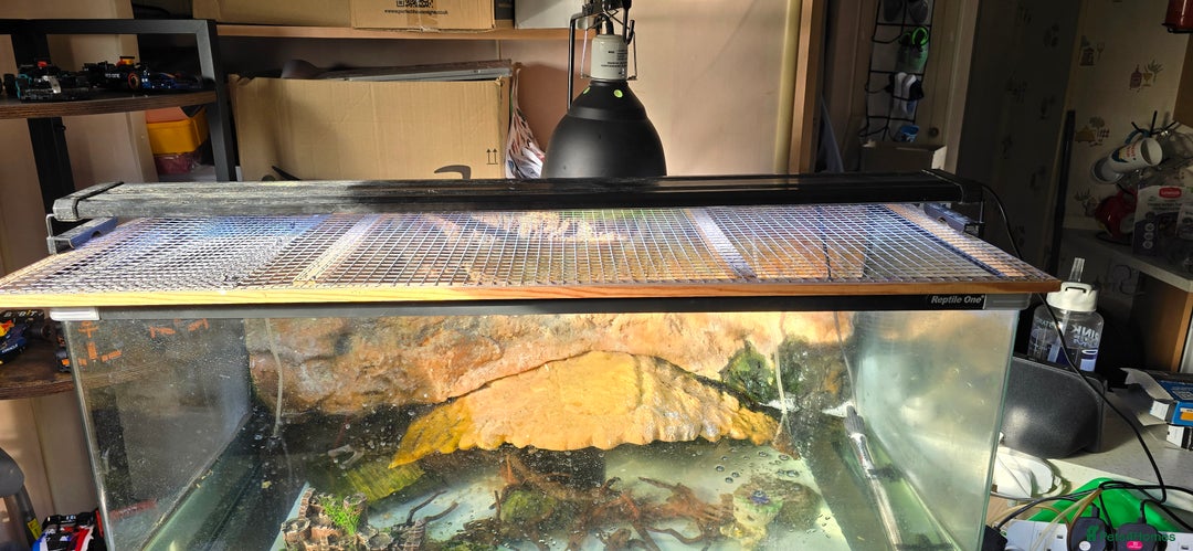 Turtle reptiles for sale: 3 Musk turtles with whole setup - Image 2
