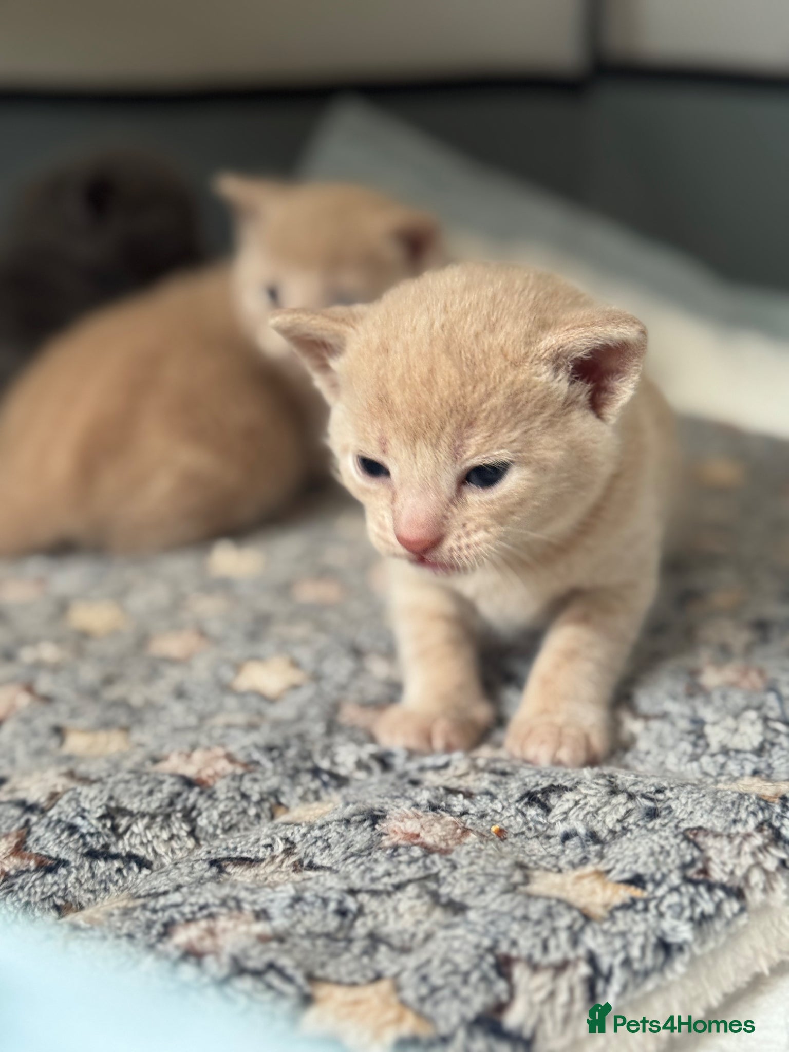British Shorthair cats BSH Cream & Grey Kittens  - Advert 4
