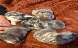 Mini Lop rabbits for sale: Gorgeous Mini Lops  - Advert 17