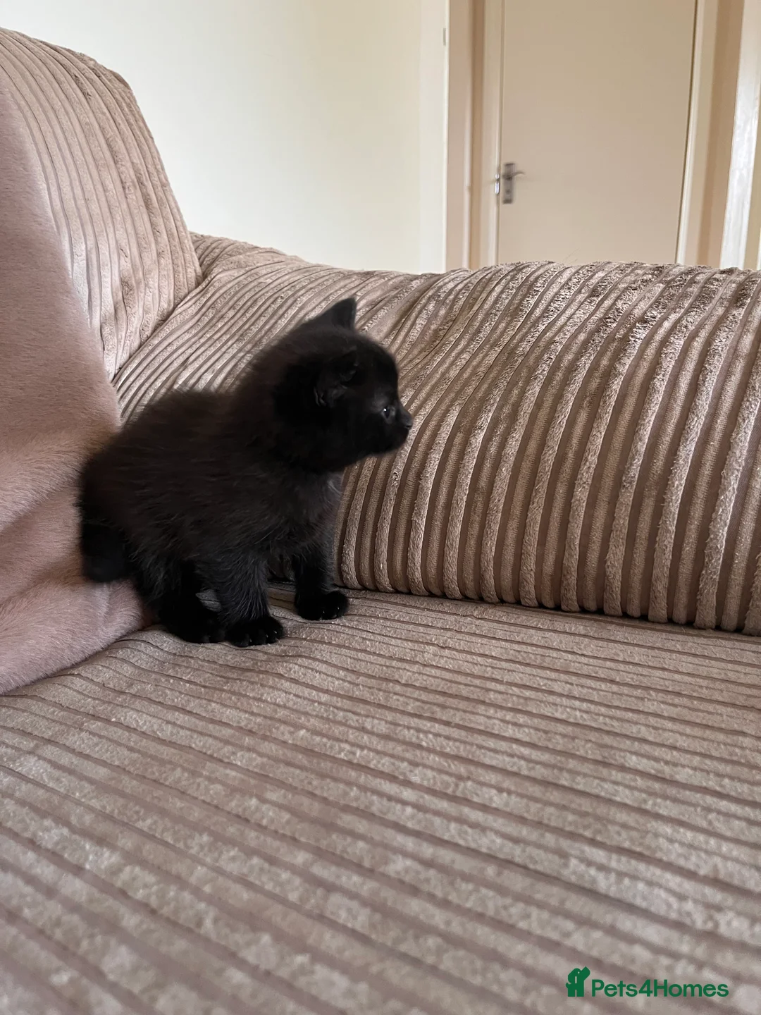 Mixed Breed cats for sale: Grey and black striped kittens For Sale - Advert 29