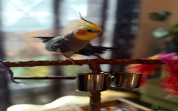 Cockatiels birds for sale: Tamed Male Cockatiel  - Image 4