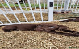 Labrador Retriever dogs for sale: KC REGISTERED CHOCOLATE LABRADOR  - Image 24