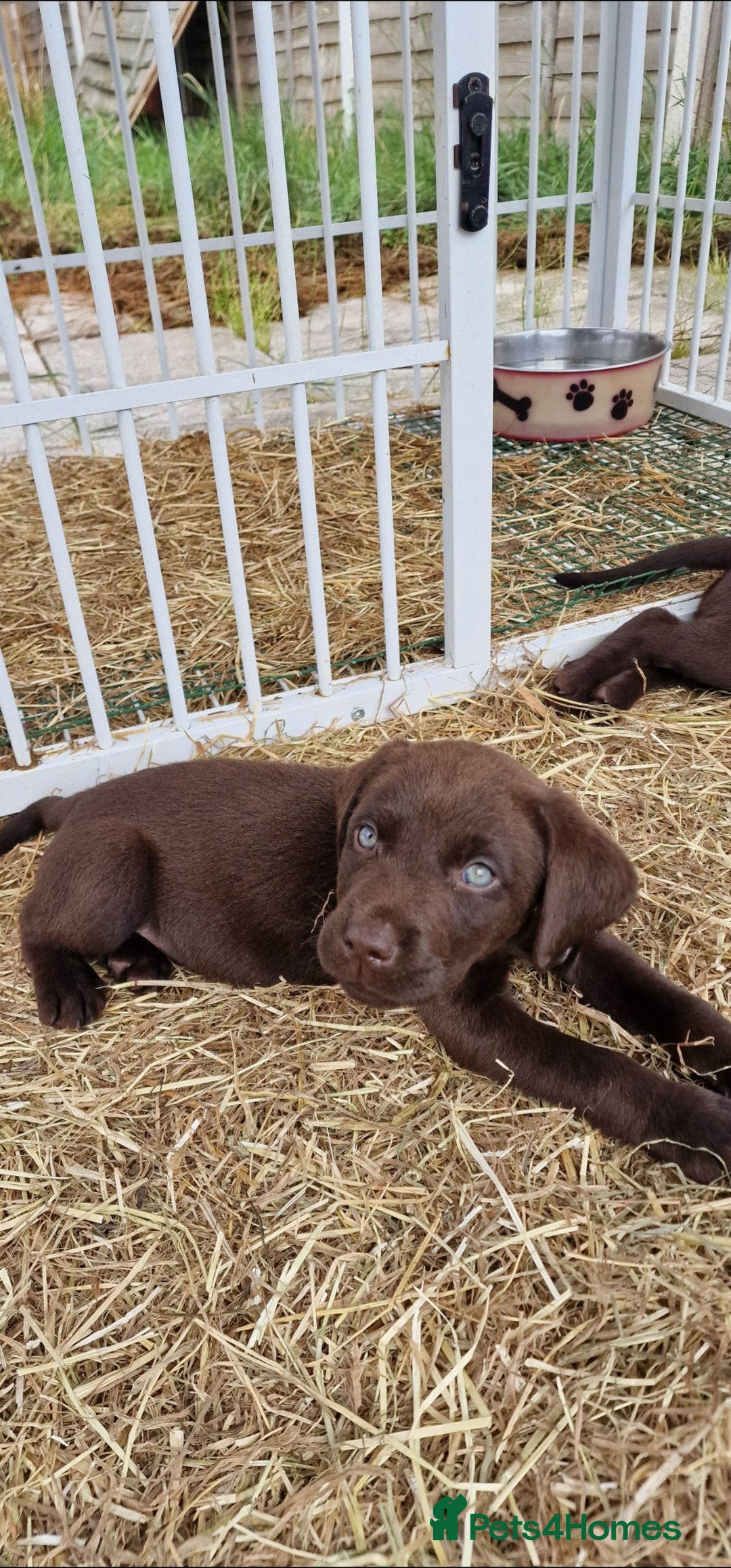 Labrador Retriever dogs for sale: KC REGISTERED CHOCOLATE LABRADOR  - Image 24