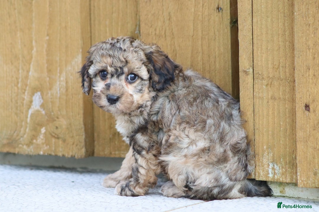 Cockapoo dogs for sale: Cockapoo puppies for sale!  - Advert 4