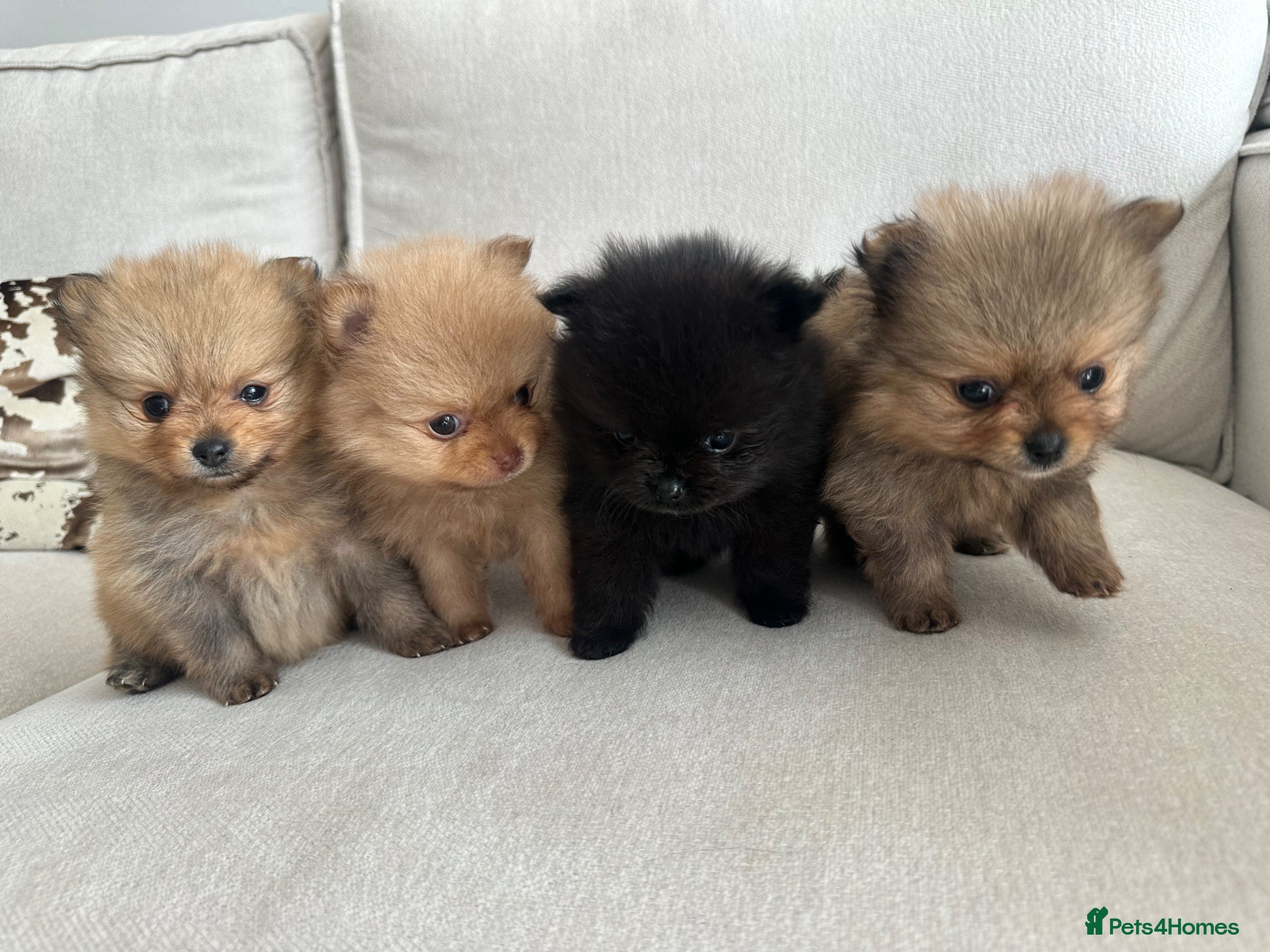 Pomeranian dogs Tiny teddy bear Pomeranian puppies KC registered - Advert 7