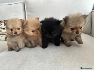 Pomeranian dogs Tiny teddy bear Pomeranian puppies KC registered - Advert 7