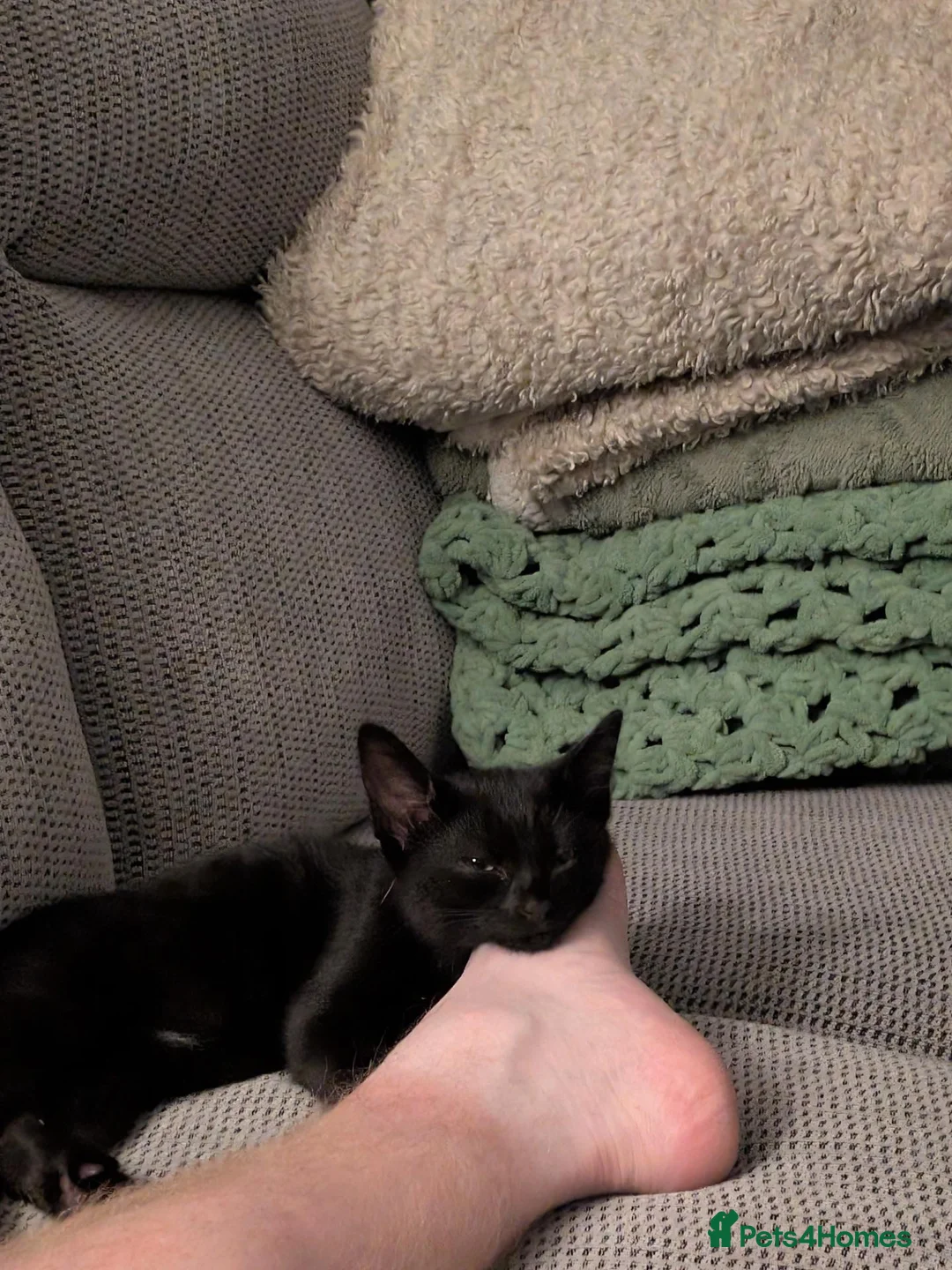 Mixed Breed cats for sale: Kitten  - Advert 3
