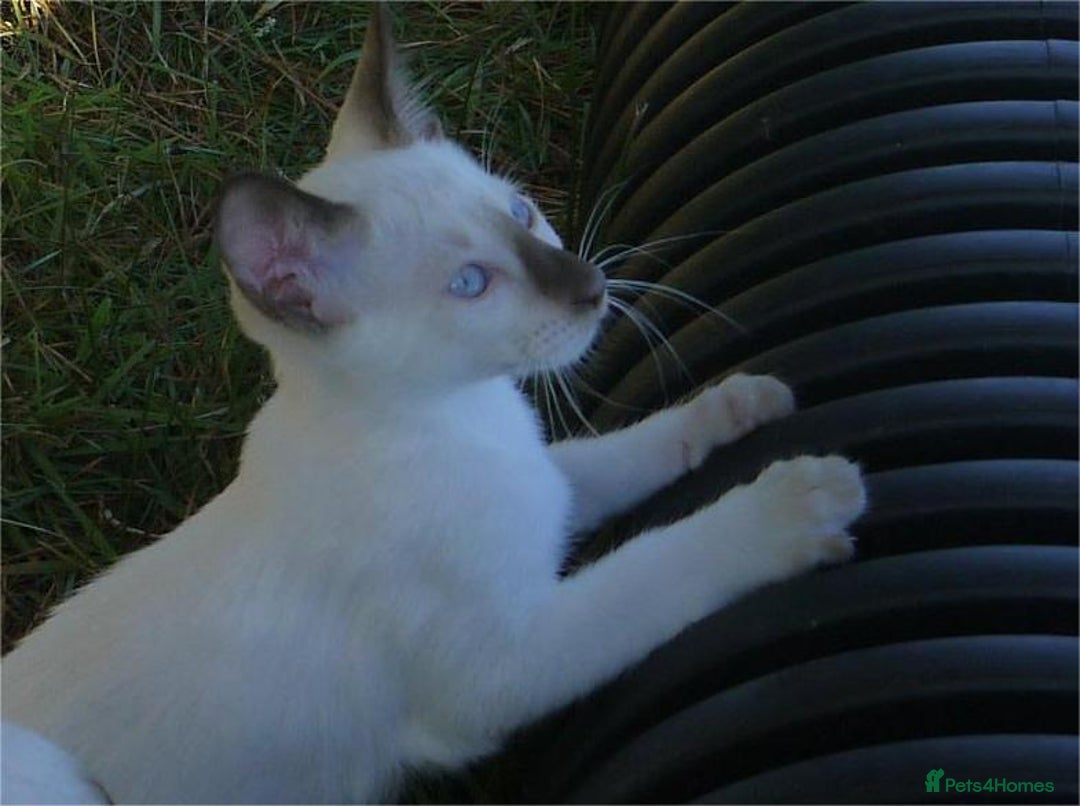 Siamese cats for sale: Siamese Kittens - Image 15