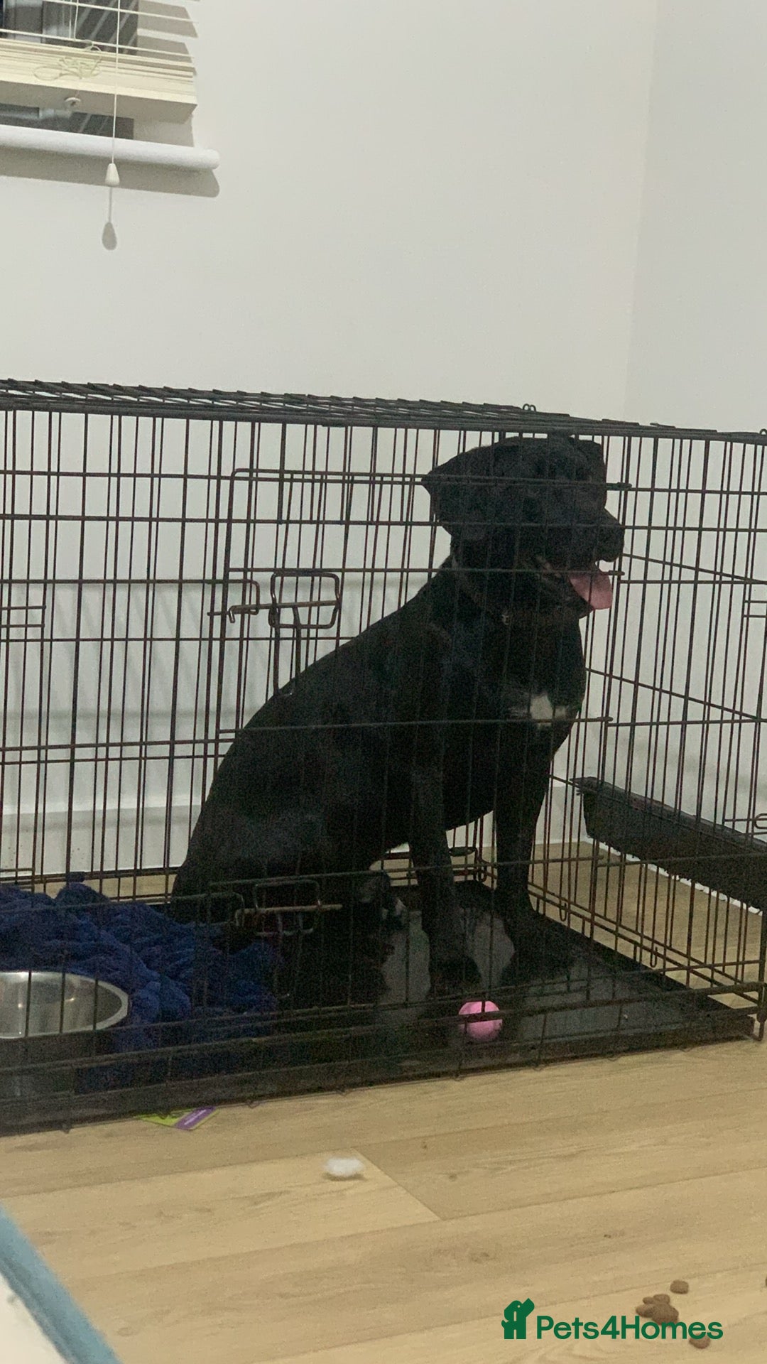 Labrador Retriever dogs for sale: Labrador x  - Image 1