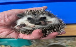 Pygmy Hedgehog rodents for sale: Pygmy hoglets ready now!Stunning 8wk friendly baby - Image 4