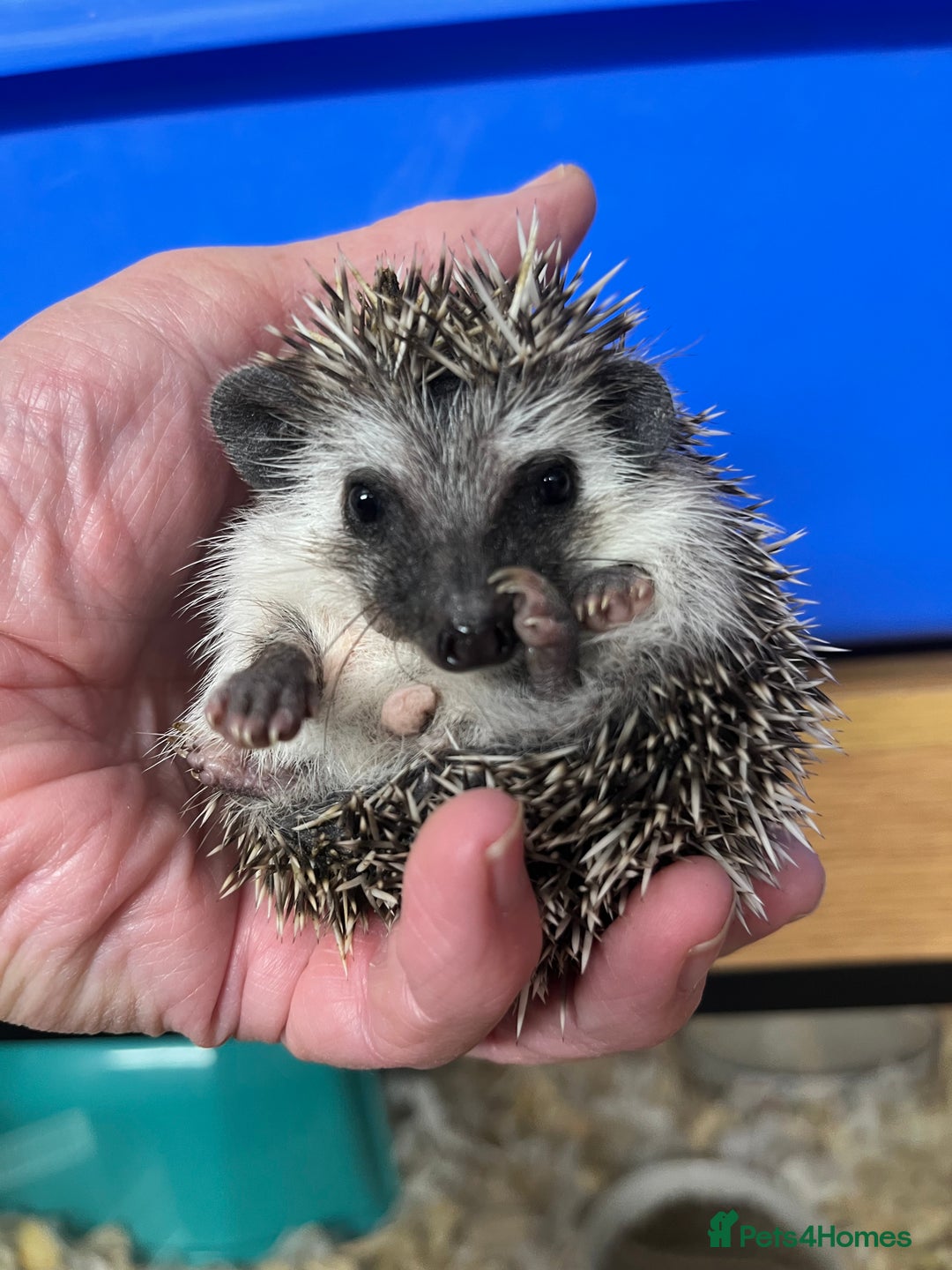 Pygmy Hedgehog rodents for sale: Pygmy hoglets ready now!Stunning 8wk friendly baby - Image 4