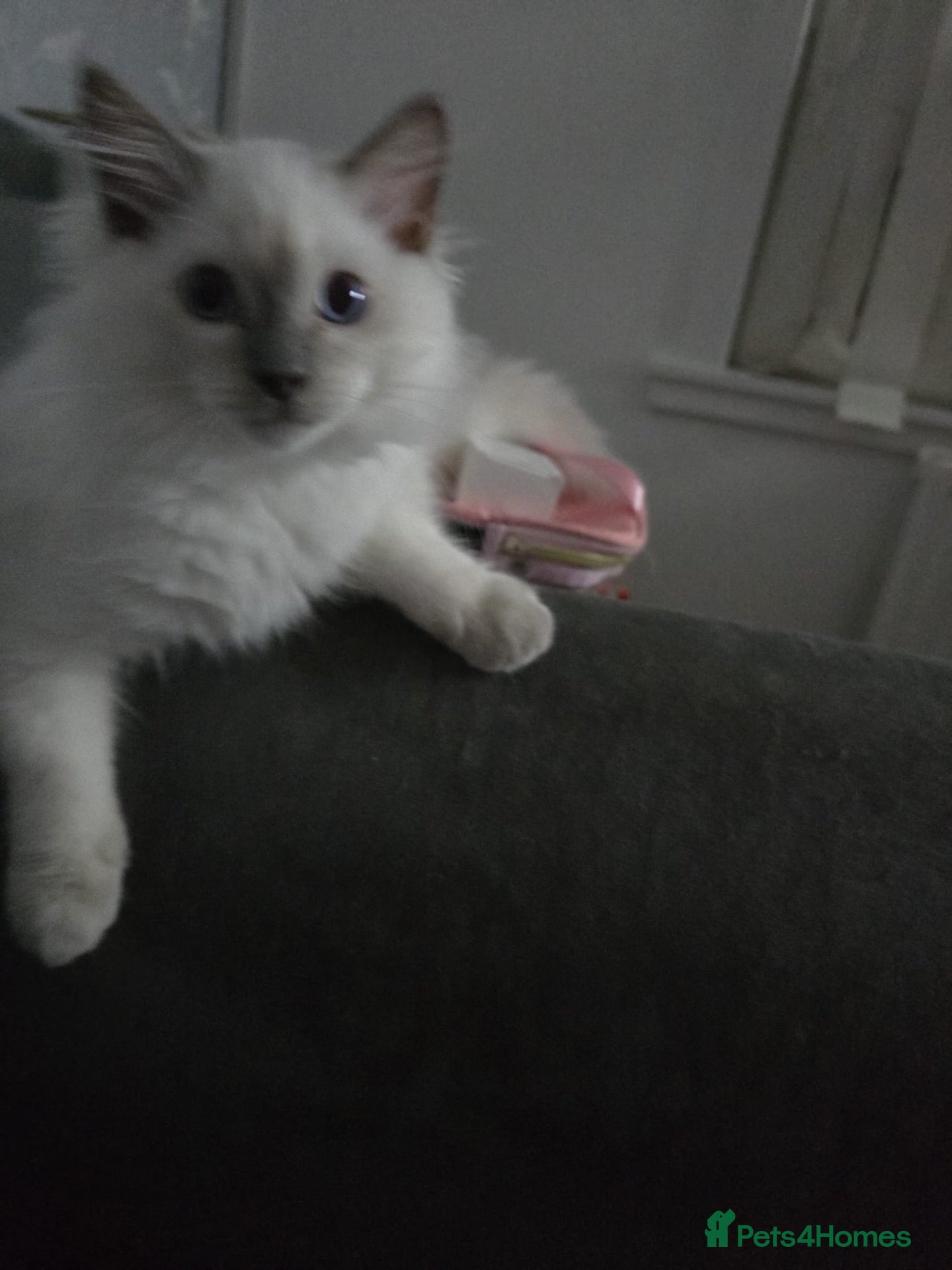 Ragdoll cats GCCF RAGDOLL KITTENS READY NOW  - Advert 1