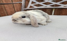 Mini Lop rabbits for sale: Mini lops baby rabbits for sale  - Image 5