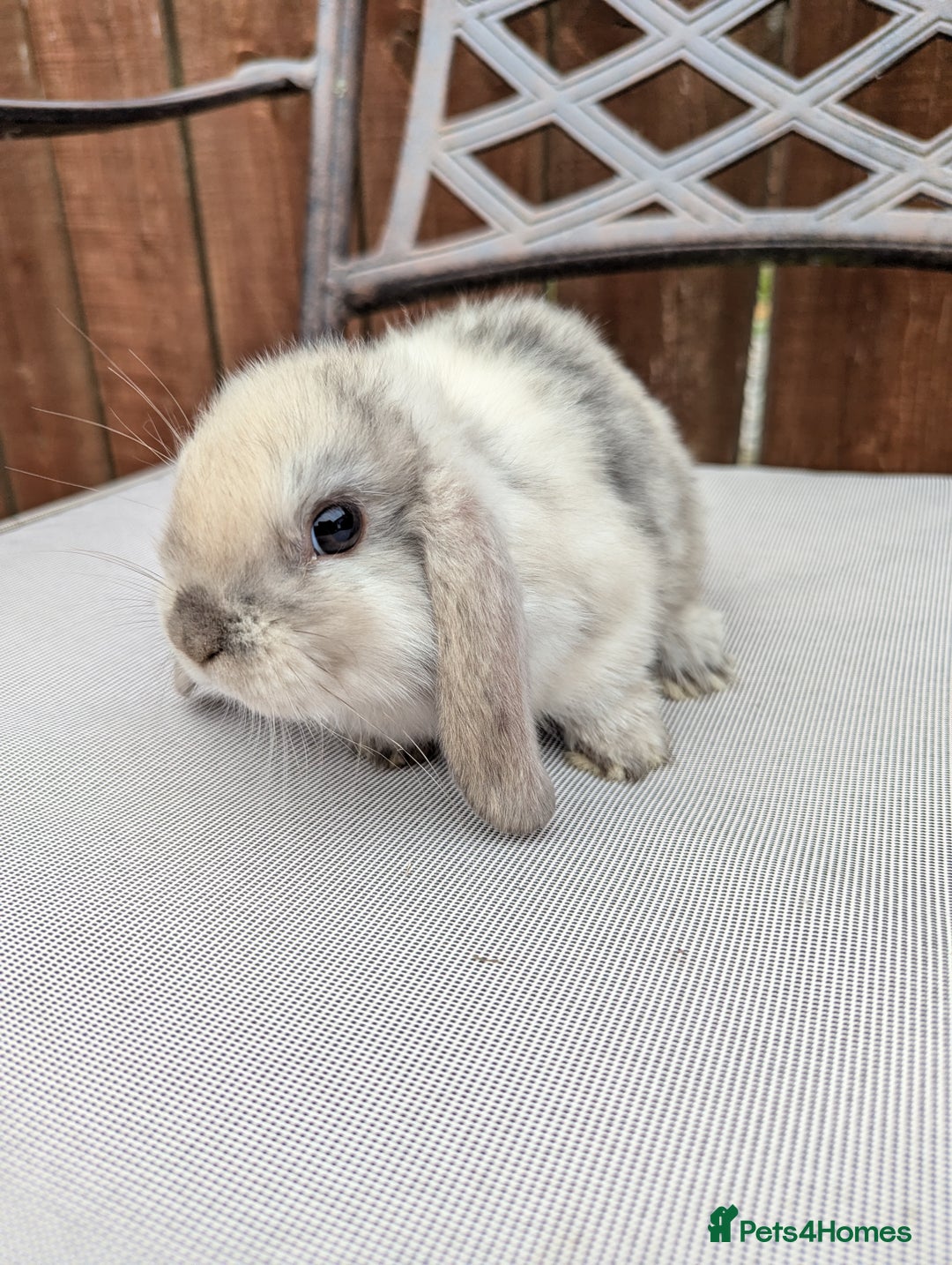 Mini Lop rabbits for sale: Mini lops baby rabbits for sale  - Image 5