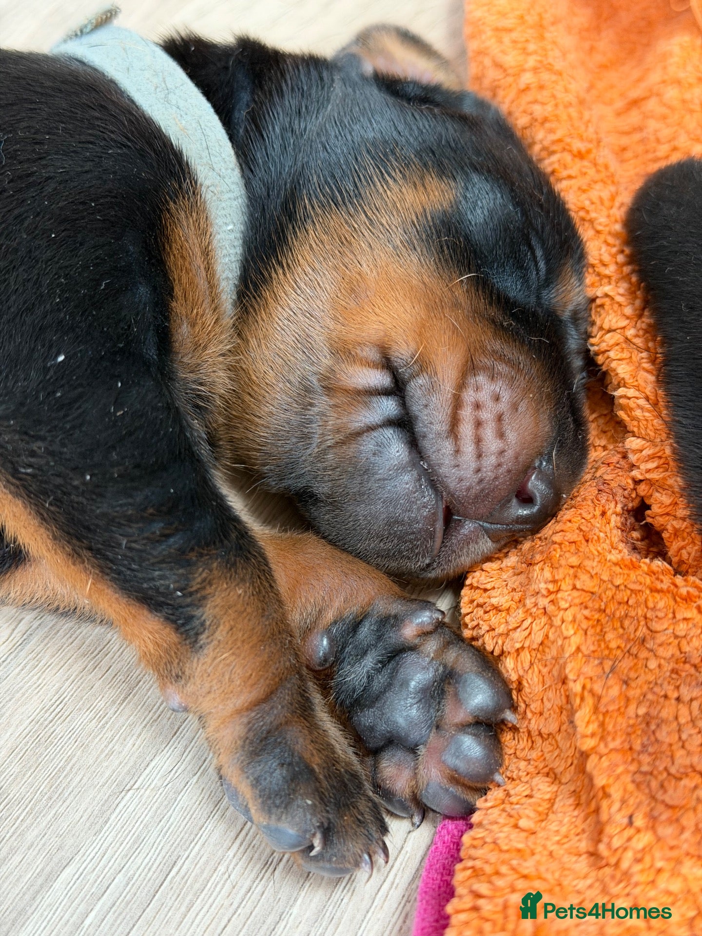 Dobermann dogs European Doberman puppies! - Advert 16