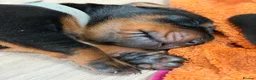 Dobermann dogs for sale: European Doberman puppies! - Advert 4